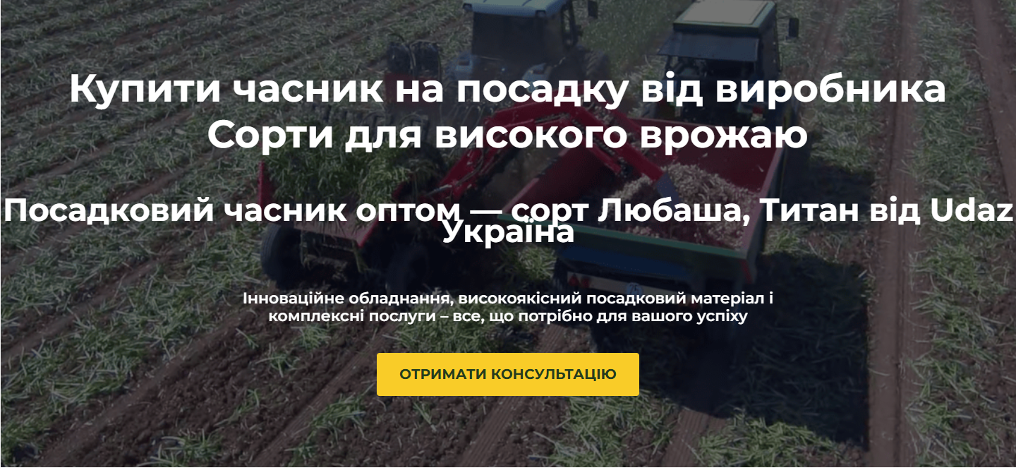 Фото до матеріалу: Часник Любаша: чому насіннєвий посів кращий для фермерів
