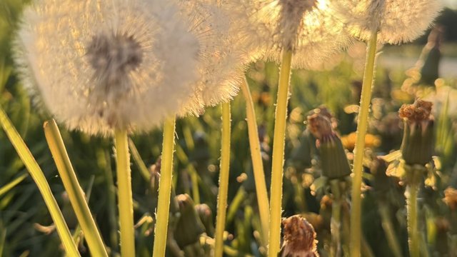 Фото до матеріалу: 13 травня: свято кульбаби, хумусу та пам'ять про Глікерію
