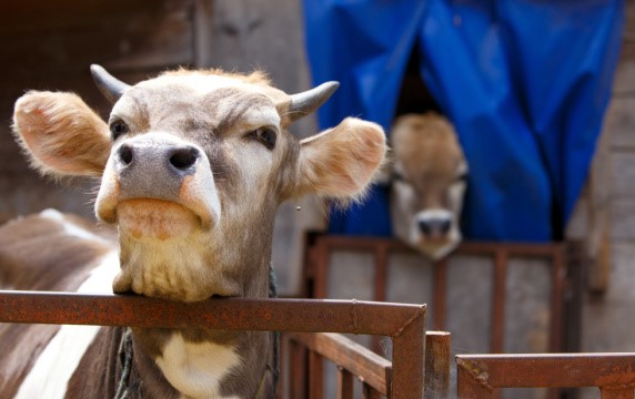Фото до матеріалу: Ріст виробництва сільгосппродукції в Україні: ключова роль тваринництва