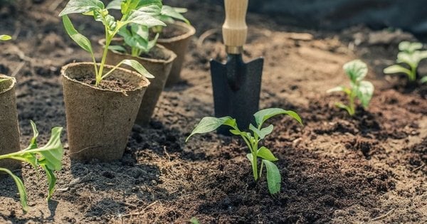 Фото до матеріалу: Що посадити в середині травня: посівний календар для українських городників
