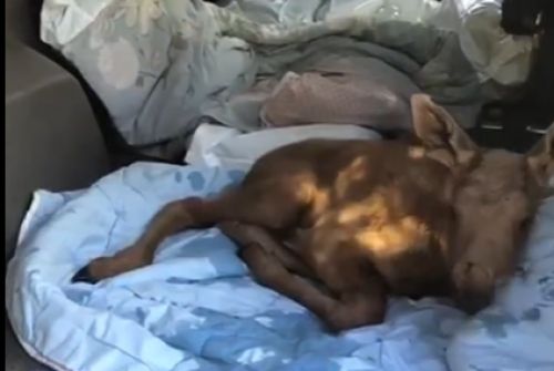Фото до матеріалу: Ще одне лосеня врятували від пожежі у Чорнобильському заповіднику