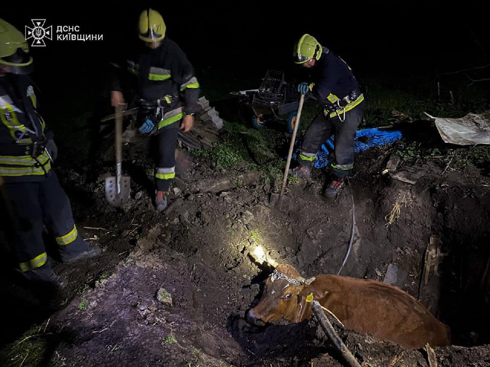 Фото до матеріалу: Корову вагою 400 кг витягнули з ями на Бориспільщині