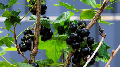Фото до матеріалу: Коли висаджувати перець у відкритий ґрунт у 2026 році: головні умови та терміни для України