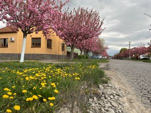 Фото до матеріалу: У Мукачеві розквітають сакури: найкращі локації для селфі та прогулянок