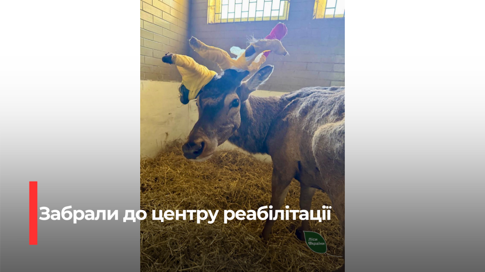 Фото до матеріалу: Оленя Бориса із Зарічного перевезли на повне медичне обстеження до Києва