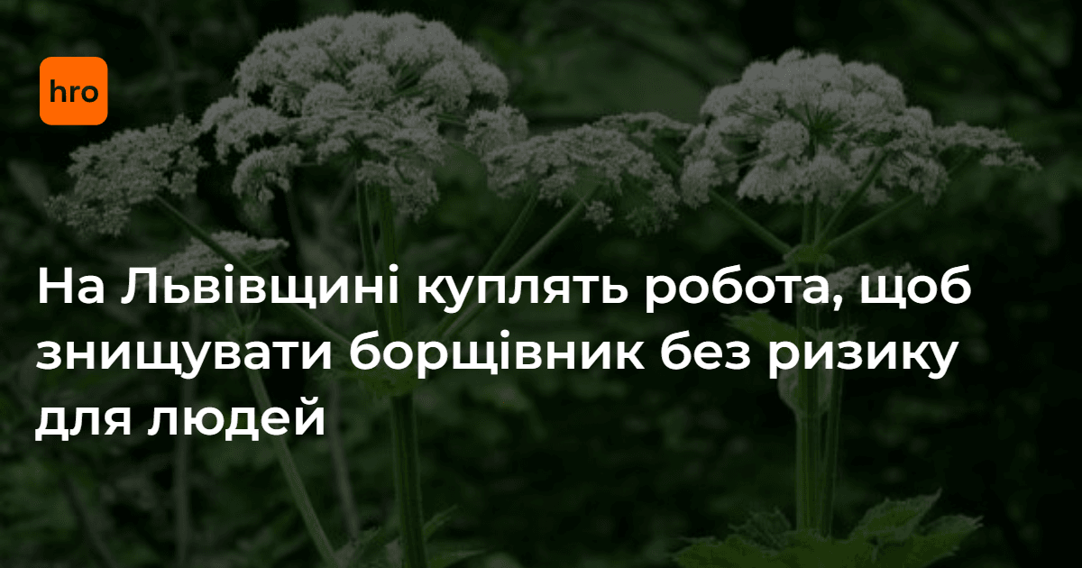 Фото до матеріалу: На Львівщині куплять робота, щоб знищувати борщівник без ризику для людей