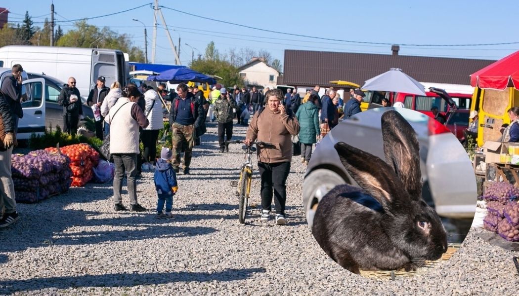 Фото до матеріалу: Сільськогосподарський ринок у Микитинцях: Марцінків закликає підтримати місцевих продавців