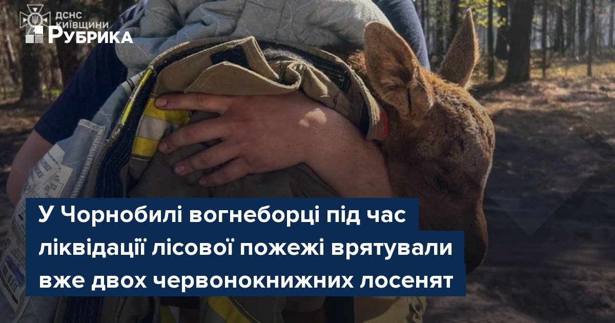 Фото до матеріалу: У Чорнобилі вогнеборці врятували двох червонокнижних лосенят під час ліквідації пожежі
