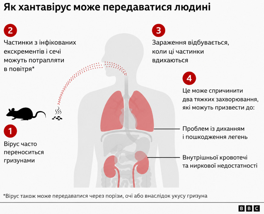 Фото до матеріалу: Спалах хантавірусу на круїзному лайнері: чи є реальна загроза для українців