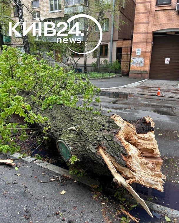 Фото до матеріалу: У Києві під час буревію впав 150-річний каштан Іващенка: наслідки та деталі трагедії