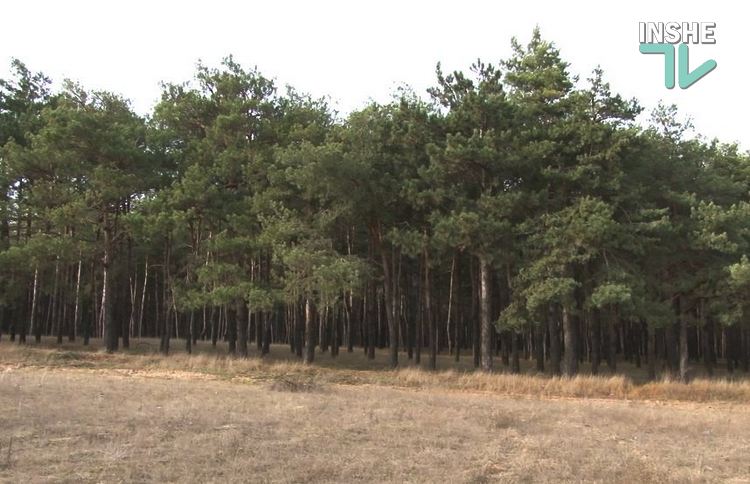 Фото до матеріалу: “Ліси України” у 2026р. проведуть догляд за лісовими культурами на 107 тис. га та оновлять 200 одиниць техніки