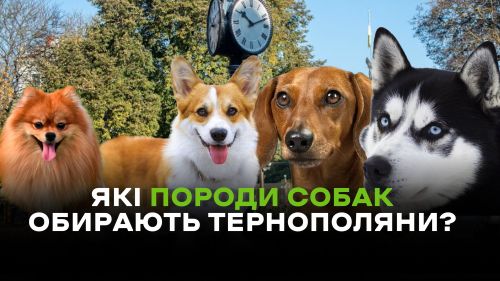 Фото до матеріалу: Від шпіца до амстаффа: скільки коштує породистий пес у Тернополі