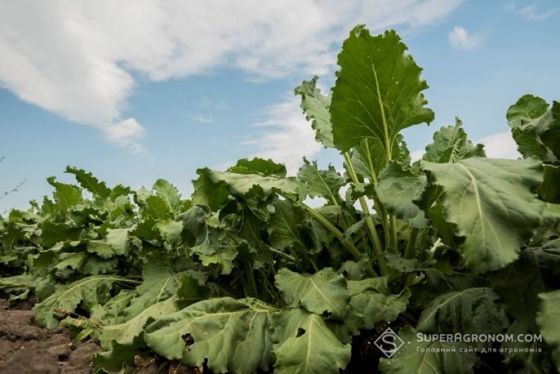 Фото до матеріалу: В Україні очікують антирекорд за посівами цукрових буряків через погодні негаразди