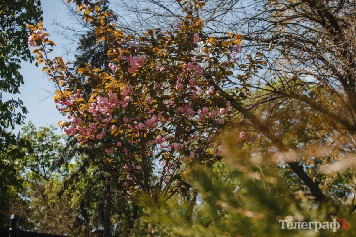 Фото до матеріалу: Кременчук закупив дерева та кущі на 2,5 мільйони гривень: що саме отримають міські парки