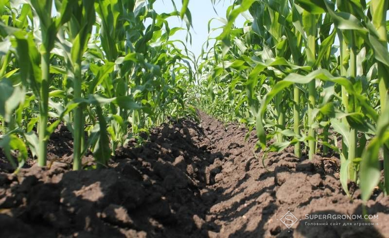 Фото до матеріалу: Польські фермери про кукурудзу: від Strip-till до повернення до плуга