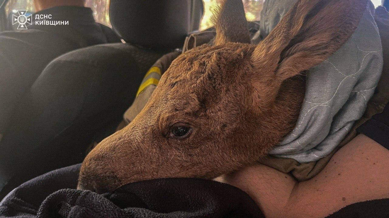 Фото до матеріалу: Врятували червонокнижне лосеня під час ліквідації пожежі в Чорнобильській зоні