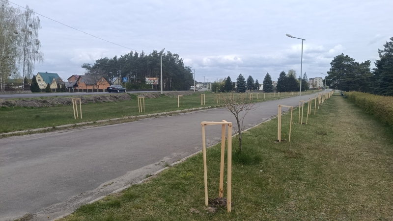 Фото до матеріалу: У Маневичах висадили нові алеї та оновили сквери