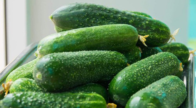 Фото до матеріалу: Тепличні огірки в Україні різко подешевшали — AgroPortal.ua