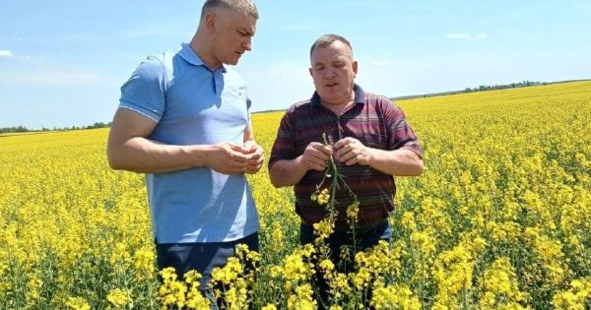 Фото до матеріалу: Рівненський фермерський бізнес почав експортувати соєву олію завдяки державній підтримці