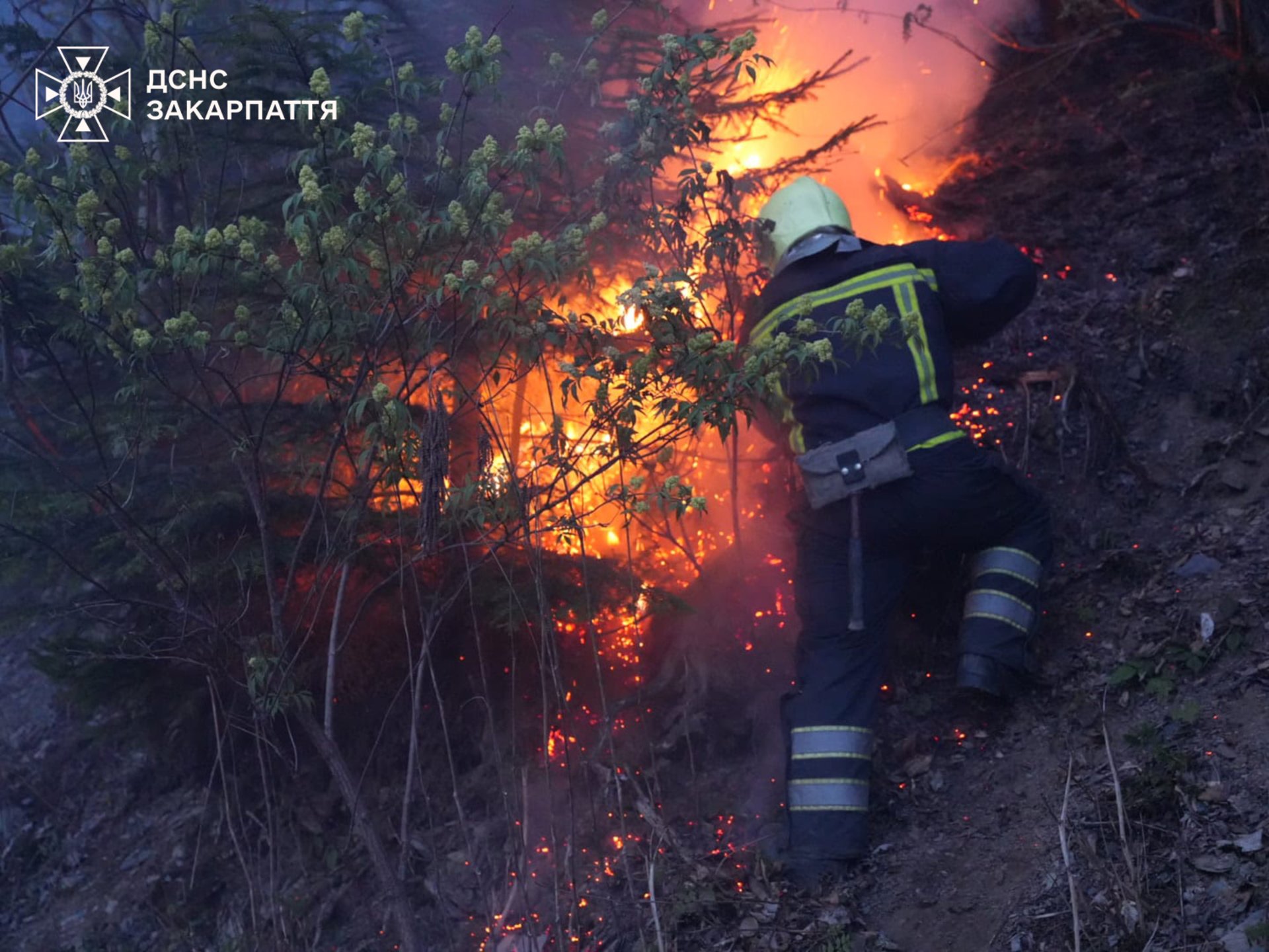 Фото до матеріалу: Масштабна пожежа на Мукачівщині: 75 гектарів лісу під вогнем, 250 рятувальників на місці події