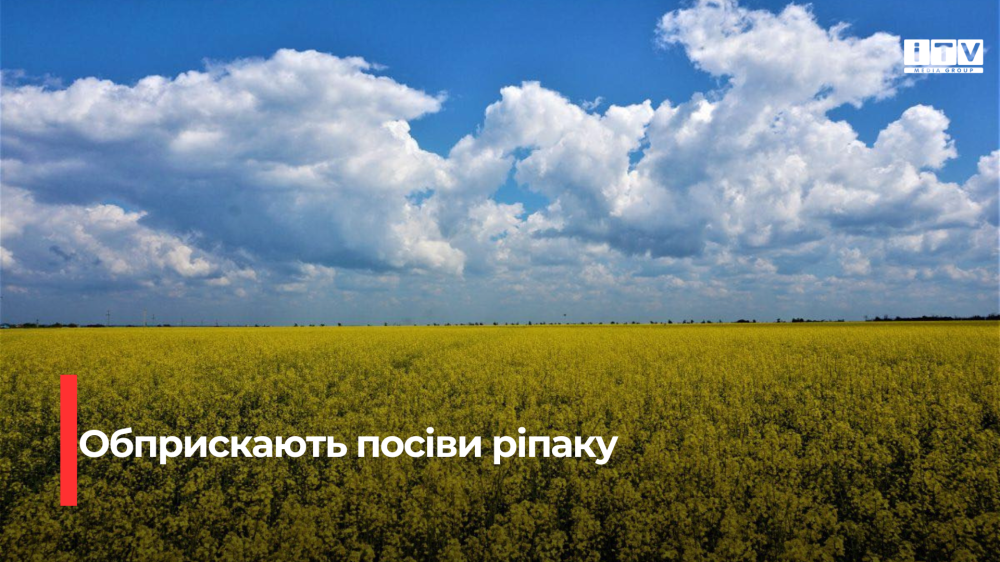 Фото до матеріалу: Жителів Демидівщини попереднили про обприскування озимого ріпаку