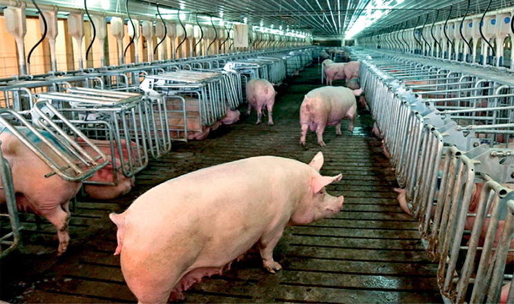 Фото до матеріалу: Прогноз USDA: світове виробництво свинини у 2026 році зросте на 0,6%