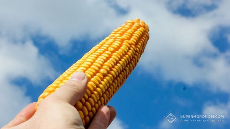 Фото до матеріалу: Ціни на українську кукурудзу стабілізувалися після сезонного піку