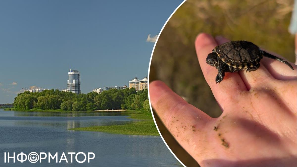 Фото до матеріалу: Малесенькі черепашки на Русанівці: киянам просять допомогти диким тваринам