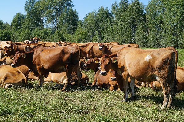 Фото до матеріалу: Фермер розповів про стартові інвестиції у вирощування фундука