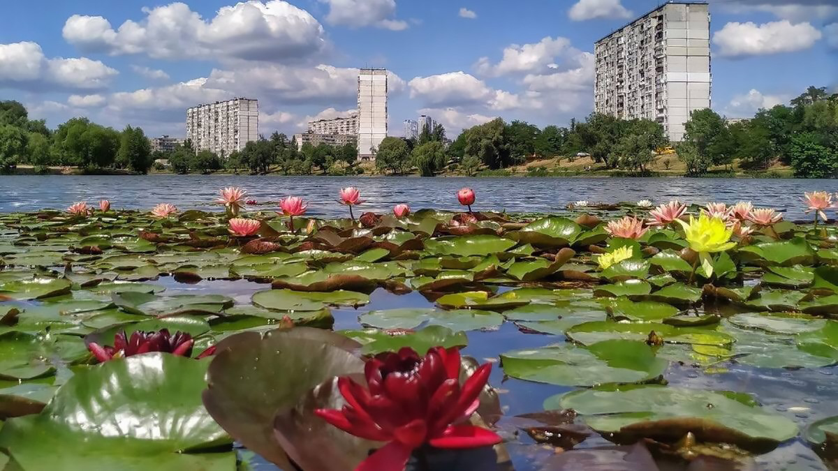 Фото до матеріалу: Містичні німфеї на озері Тельбін