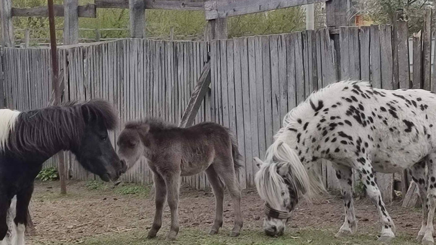 Фото до матеріалу: У подільському зоопарку Вінниці народилося лося з незвичним окрасом