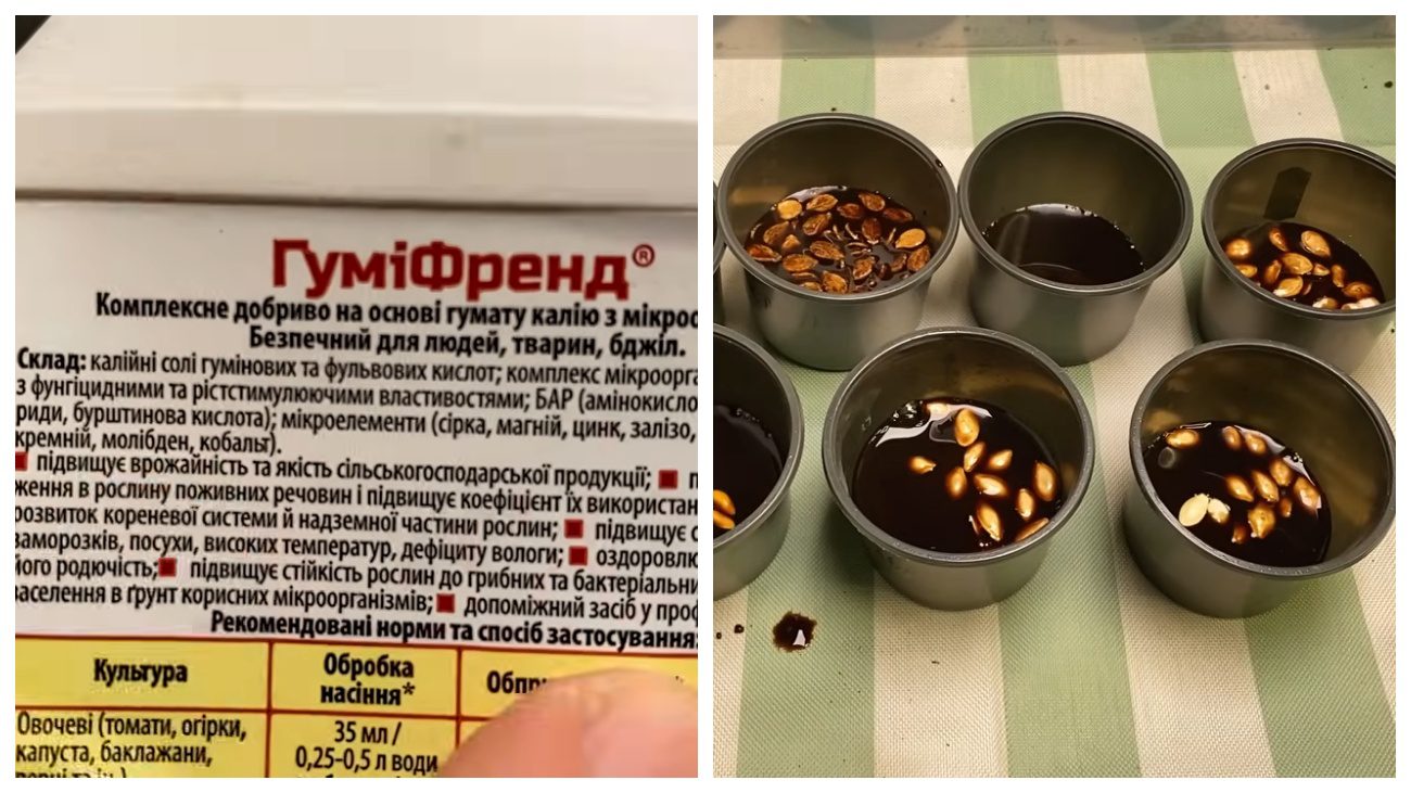 Фото до матеріалу: До 1 травня встигніть посіяти огірки: як підготувати насіння для швидкого проростання