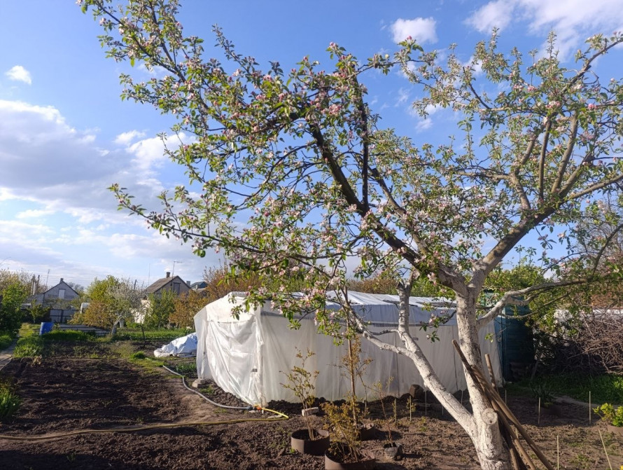 Фото до матеріалу: Що садити у травні на городі та в саду: практичний гід для дачників
