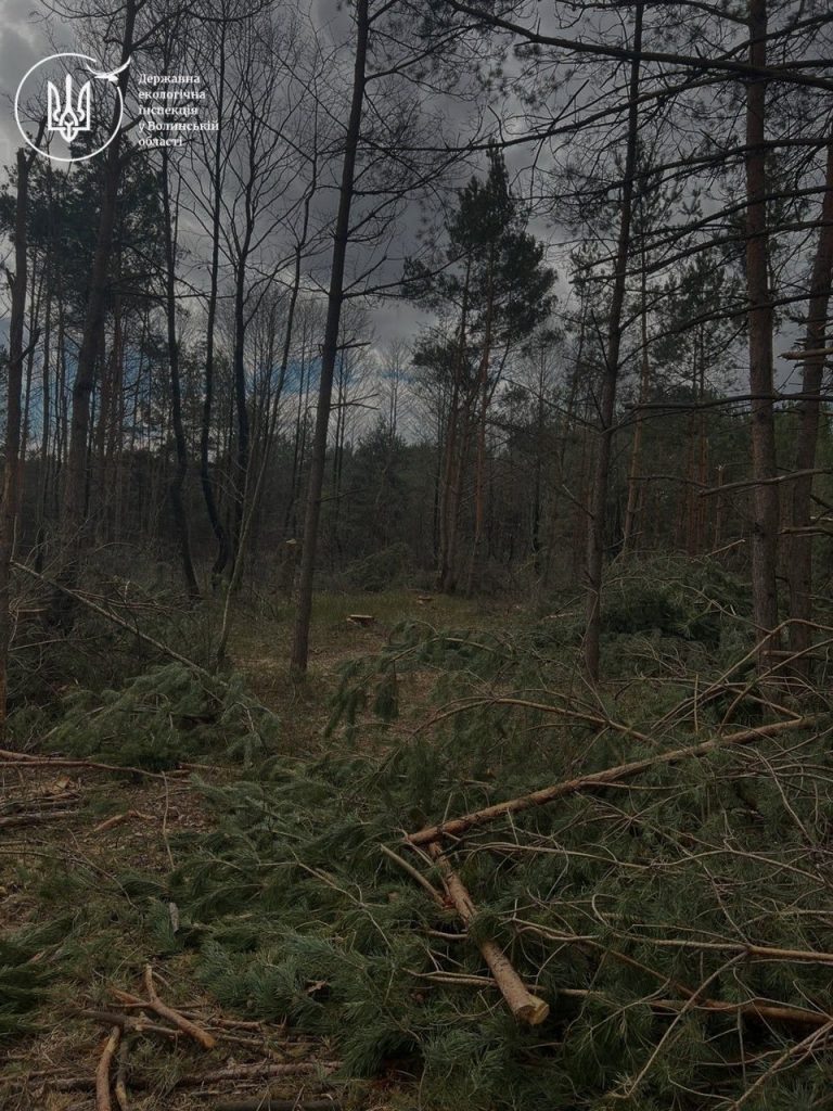 Фото до матеріалу: На Камінь-Каширщині виявили незаконну порубку лісу на понад 11 мільйонів