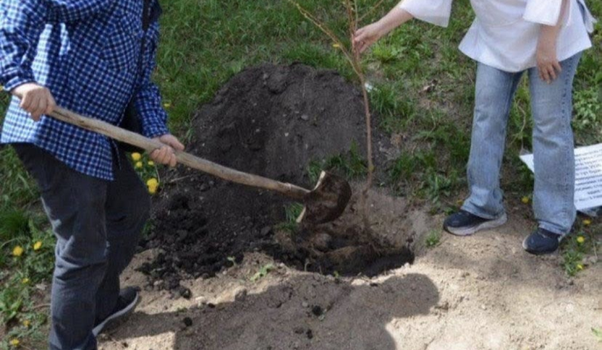 Фото до матеріалу: У Голосіївському районі Києва висадили сакури в пам’ять про загиблих під час теракту 18 квітня