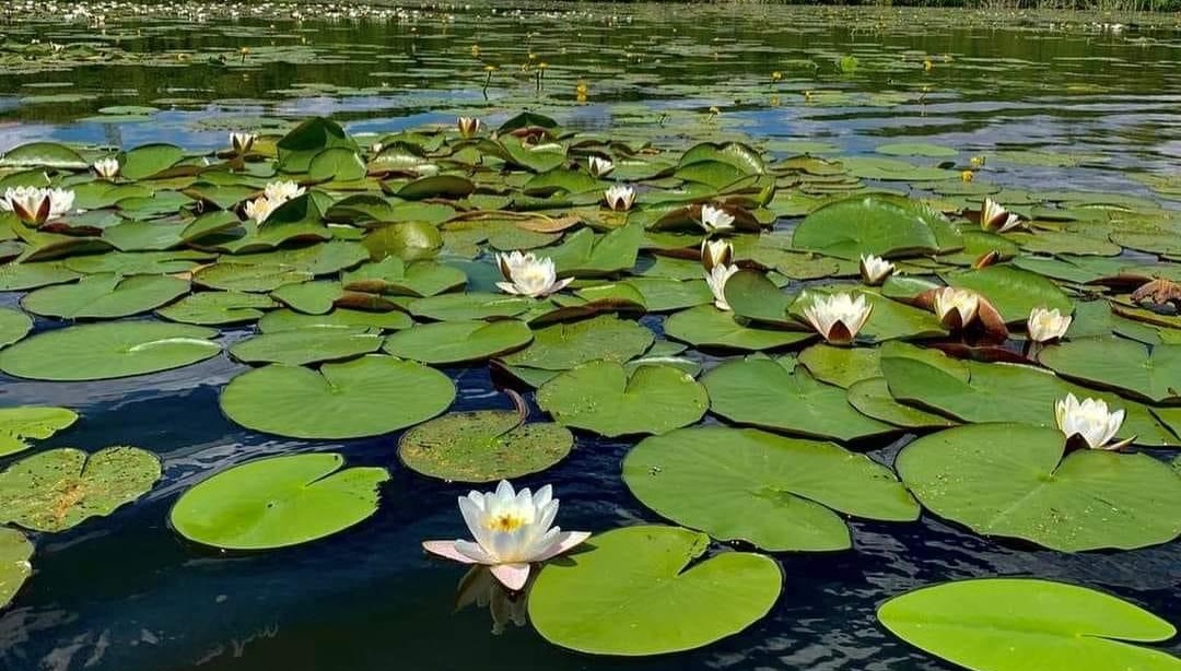 Фото до матеріалу: На Миколаївщині створили заказник для збереження водно-болотних угідь