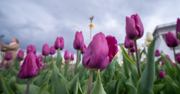 Фото до матеріалу: У Києві потеплішає до +15°: синоптики назвали точну дату (графік)