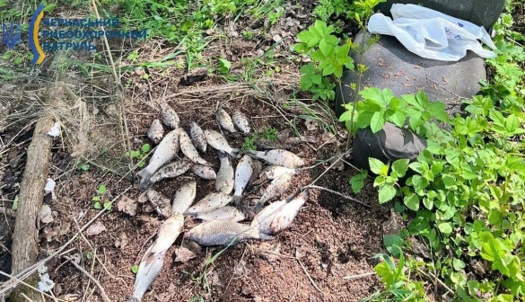 Фото до матеріалу: Водій у стані сп'яніння насмерть збив підлітка на Черкащині