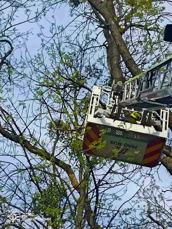 Фото до матеріалу: Дерево впало на дорогу у Вінниці: заблоковано рух транспорту на вулиці Бандери