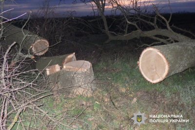 Фото до матеріалу: Двоє чоловіків на Баштанщині отримали підозру за незаконну вирубку дубів