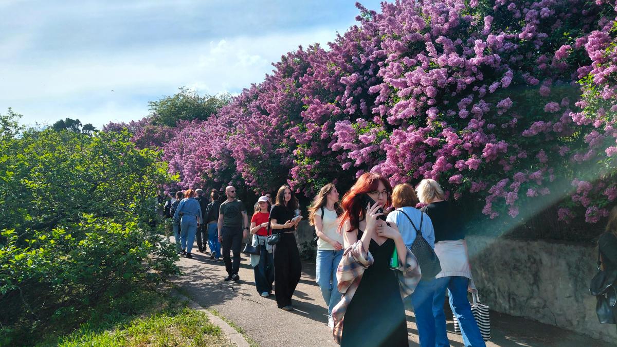 Фото до матеріалу: Черги зранку: у Києві ажіотаж через цвітіння бузку в ботанічному саду