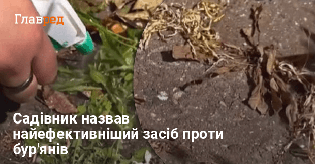 Фото до матеріалу: Садівник розкрив секрет боротьби з бур'янами: простий засіб без хімії