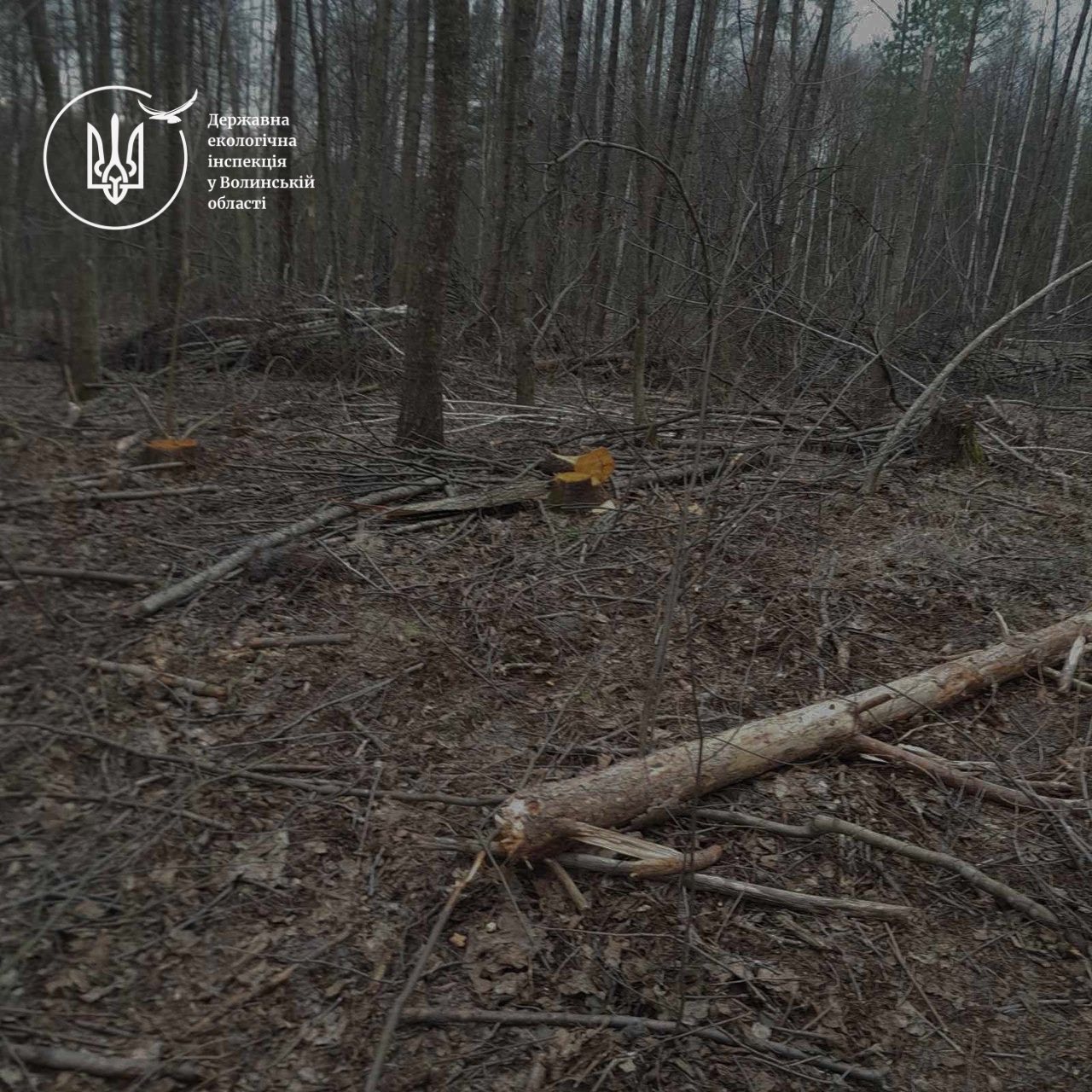 Фото до матеріалу: У Камінь-Каширському районі виявили незаконну вирубку лісу на мільйони