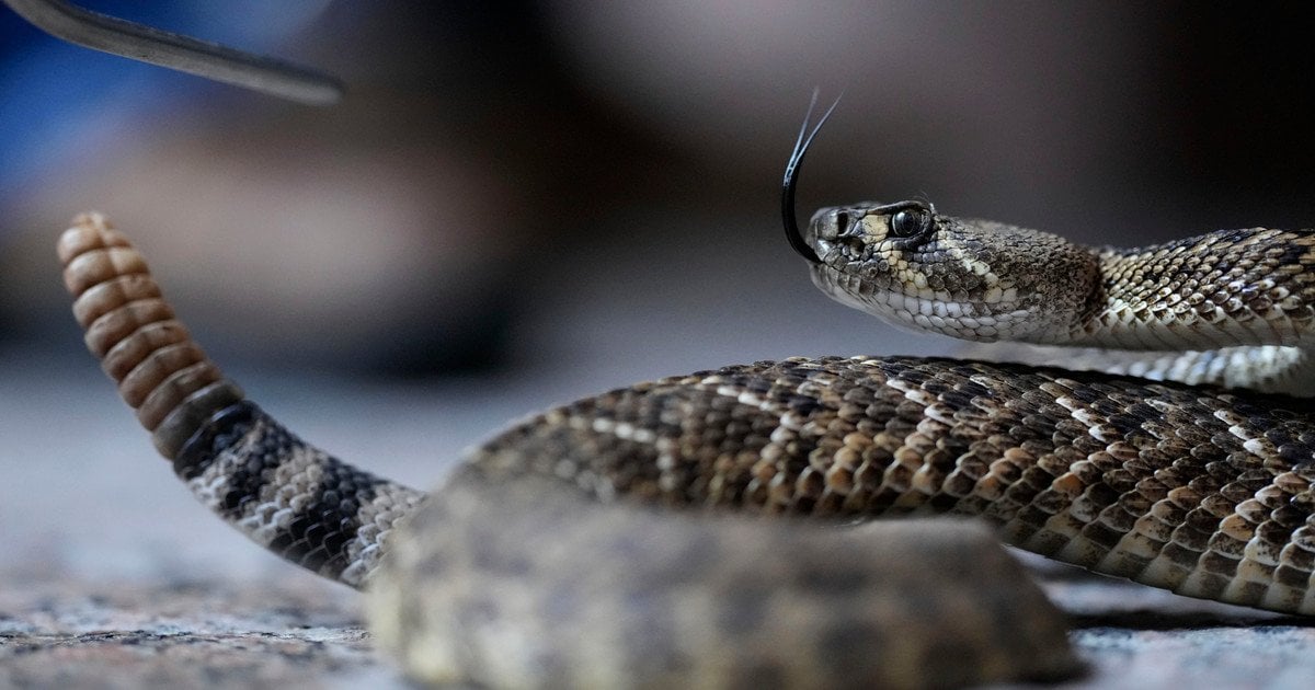 Фото до матеріалу: Королівський стиль у Володимирі: як одягалася герцогиня Софі на вечірці в Букінгемському палаці