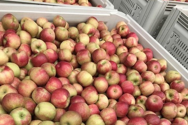 Фото до матеріалу: Ціни на яблука Honeycrisp у Пенсильванії зростають, інші сорти стабільні