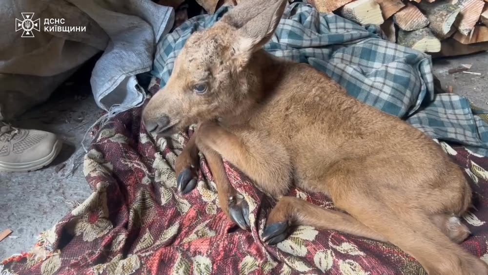Фото до матеріалу: Лосеня врятували з пожежі в Чорнобильському лісі