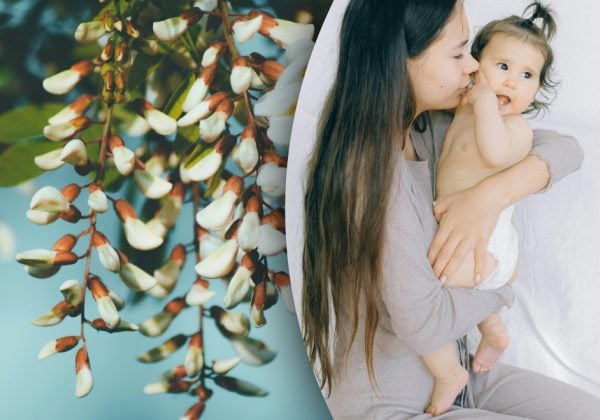 Фото до матеріалу: Акація для поповнення сім'ї: народна прикмета та реальний сенс