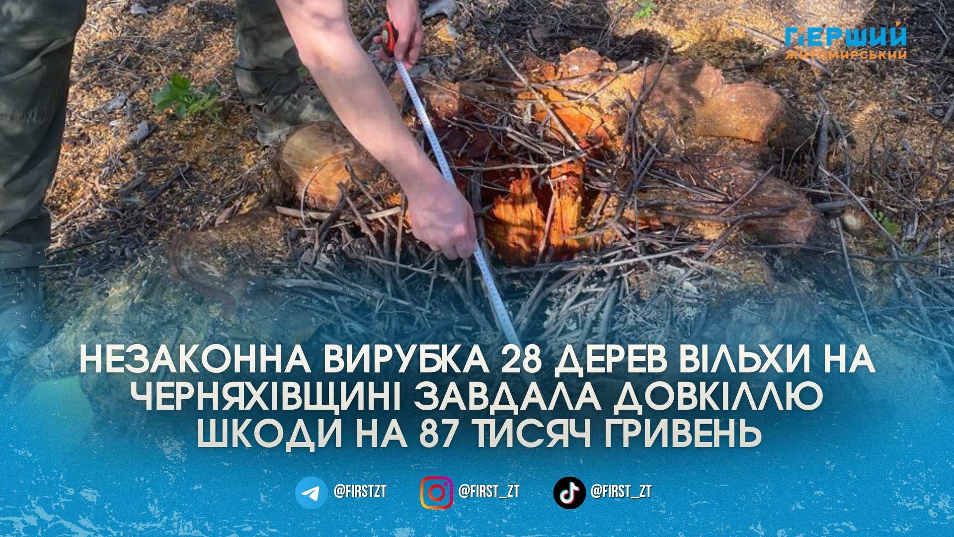 Фото до матеріалу: Залишили самі пеньки: у Черняхівській громаді «чорні лісоруби» спиляли вільхи на майже 90 тисяч гривень