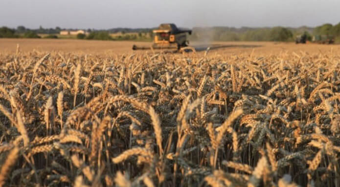 Фото до матеріалу: ФАО знизила прогноз світового врожаю пшениці у 2026 році