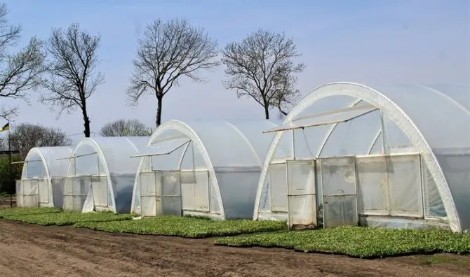 Фото до матеріалу: Тепличний бізнес в Україні: енергетика та логістика стримують розвиток